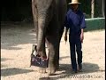 Elefante Pintor