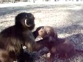 Monkey and puppy