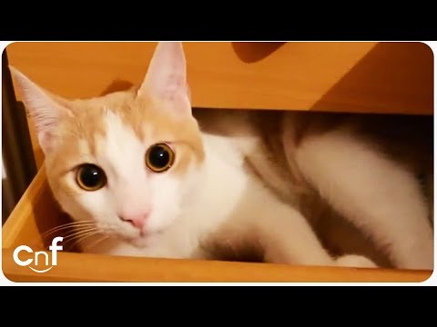 how to love cats