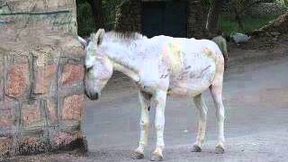 Adilo Tazi Madintkch Haka Fkhtre Wlde Gzare Et Hachor L3chrane.wmv