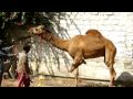 maymar plaza camel qurbani 6.avi