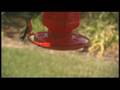 Hummingbirds in Slow Motion