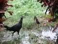 Hurricane Omar Chickens Hurricane Omar Chickens