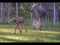 Mama and baby moose playing in sprinkler