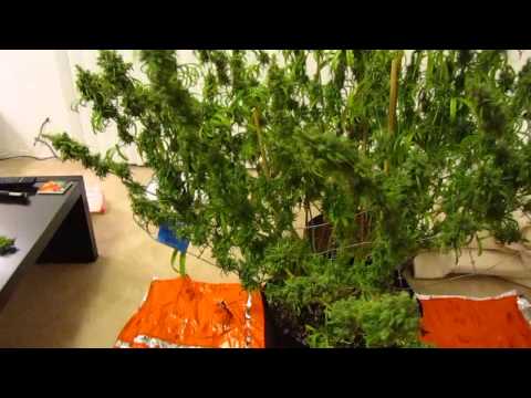how to harvest seeds from cannabis