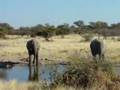 Elephants chilling