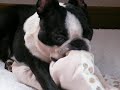 モミモミ王子＠BostonTerrier