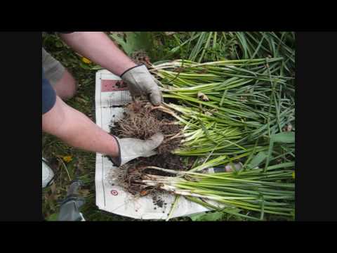 how to transplant bulbs