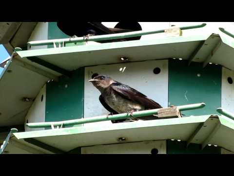 how to put up a purple martin house