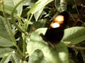 MOV05501