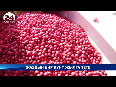 Жаздын бир күнү жылга тете / АТАЙЫН РЕПОРТАЖ / 21.04.21