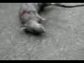 ratatouille ogrish ratatouille ogrish