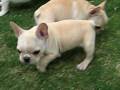 videos de Hercules the cutest ever Champion Sired French Bulldog and he's for sale!