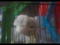hamster unglaublich
