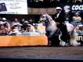 Paso Fino Stallion