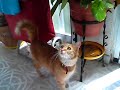 Gato ataca jaulas Gato ataca jaulas