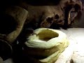 Gürtelschweife beim Fressen