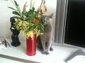 Misha says it with flowers.MOV