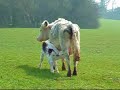 Cows & Calves in Bromsgrove Cows & Calves in Bromsgrove