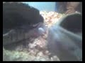 video uploaded from my mobile phone