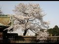 The Bartered Bride Overture, Ueno Park Cherry Blossoms