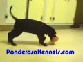 Play Retrieve,  Puppy Training