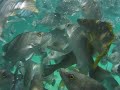 Cancun - Xel-Ha Manele-Gratis.net