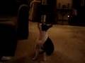 Boston Terrier video
