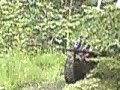 Dodda p� skogs-stigen ATV Offroad