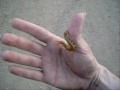 Catch A Tiger (centipede) By The Tail hifi