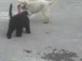 videos de boby vs sisi parte 1.3gp