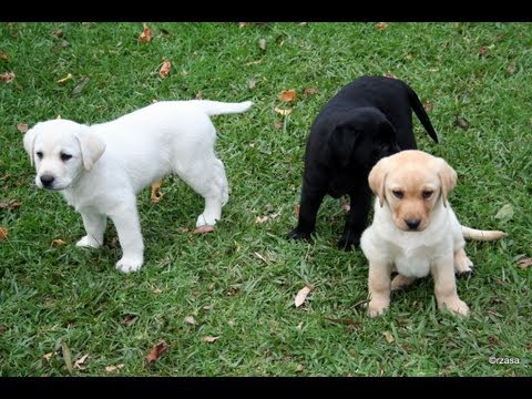 Labrador puppies playing – Very Cute!!