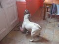 Fou rire Lou et Chanah Fou rire Lou et Chanah