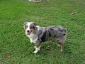 Australische herder