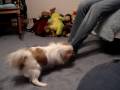 When Nikko Attacks When Nikko Attacks