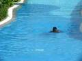videos de joe oswin  breast stroke
