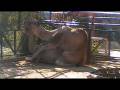 videos de Dromedario Machote