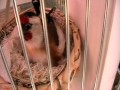 Darrrrek - Breeding carduelis major38