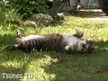 ピッピ君お庭であお向け♪ pippi