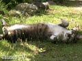 ピッピ君お庭であお向け♪ pippi