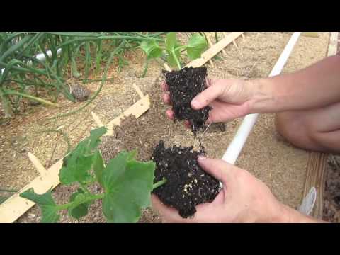 how to transplant plants in garden