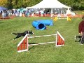 Twix, Striker,  Ransom, Fair Hill USDAA 2008