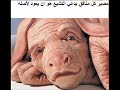 محارب النواصب يرد على الوهابي ريح الشمال