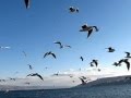 Sea of Galilee