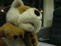 Foxy on the first train out of Bognor Regis