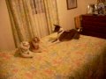 Basenji