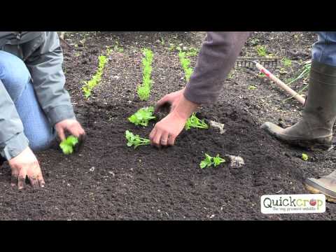 how to replant celery