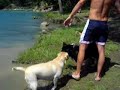 maya al lago con i suoi 2 nuovi amici labrador!!