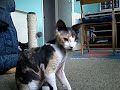 Lesson 2. Teaching your Devon Rex to 'fetch'.