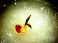 Seed to leaves Seed to leaves